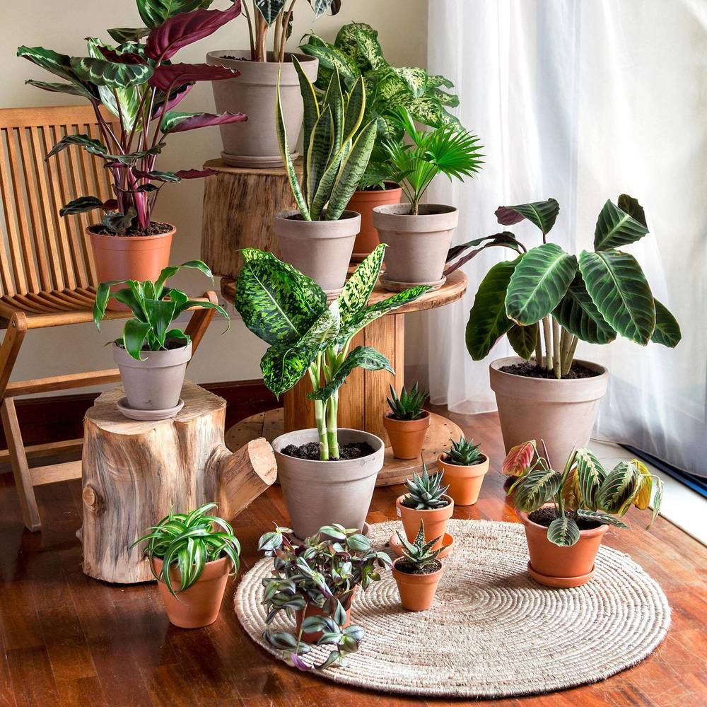 Houseplant Work Day